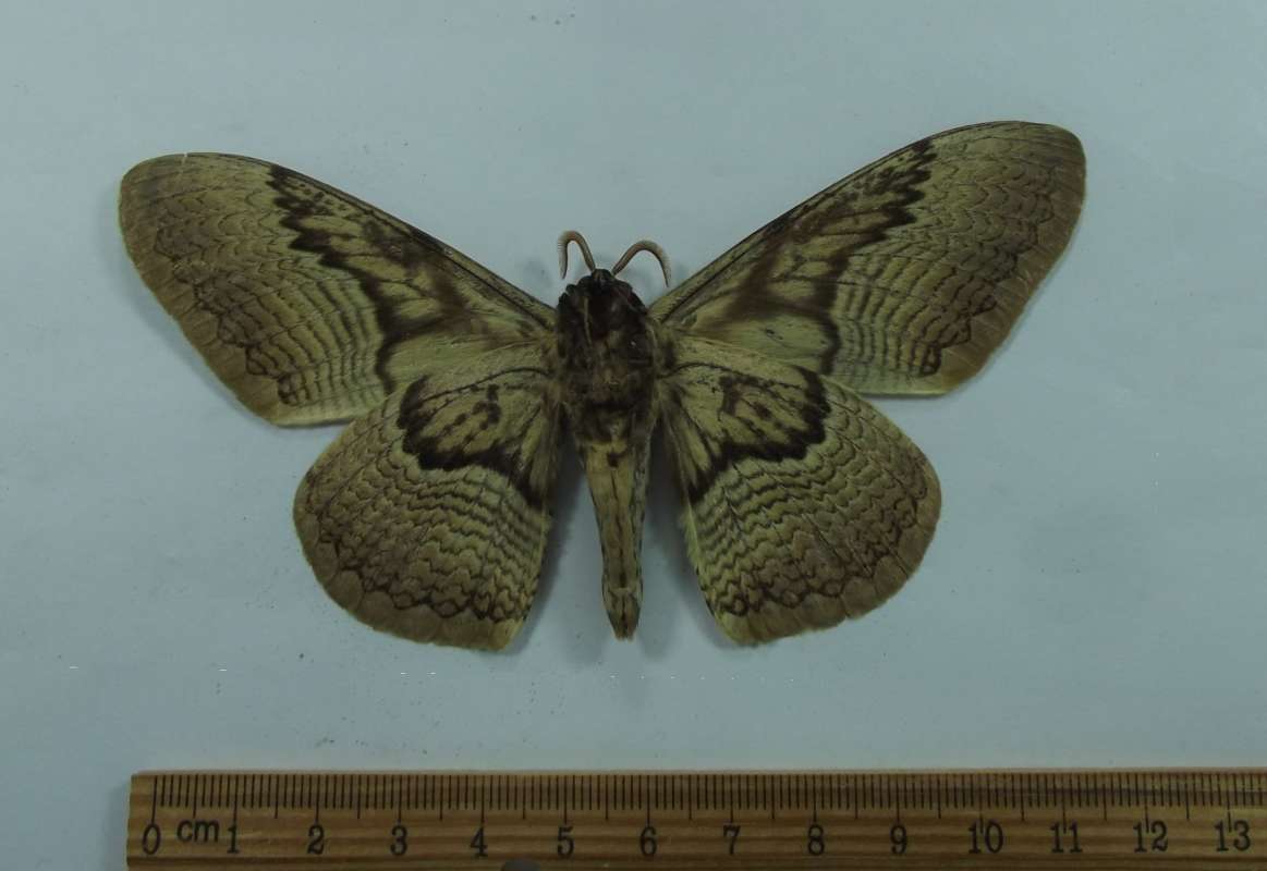 Male - Ventral View<br>(Origin of the Specimen: Celebes, Setp 1989)