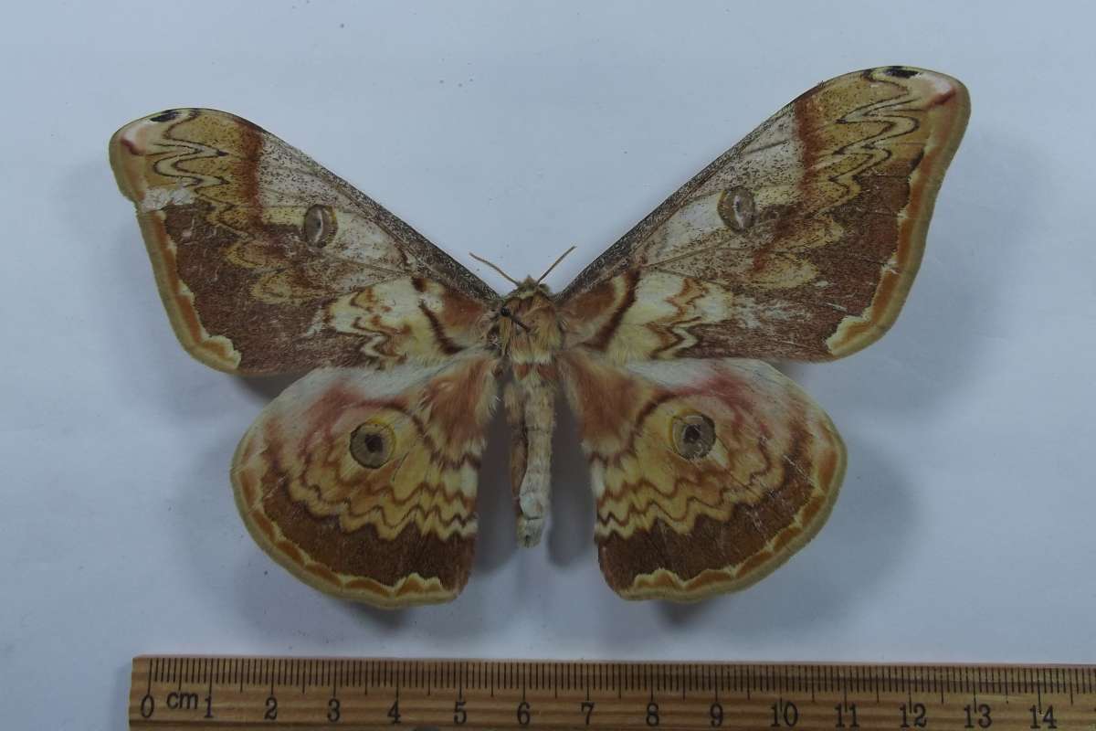 Female - Dorsal View<br>(Origin of the Specimen: Laos, August 2008)