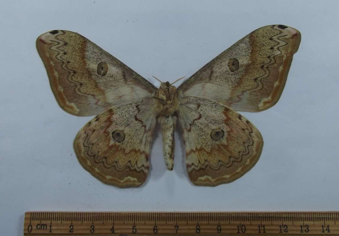 Female - Ventral View<br>(Origin of the Specimen: Laos, August 2008)