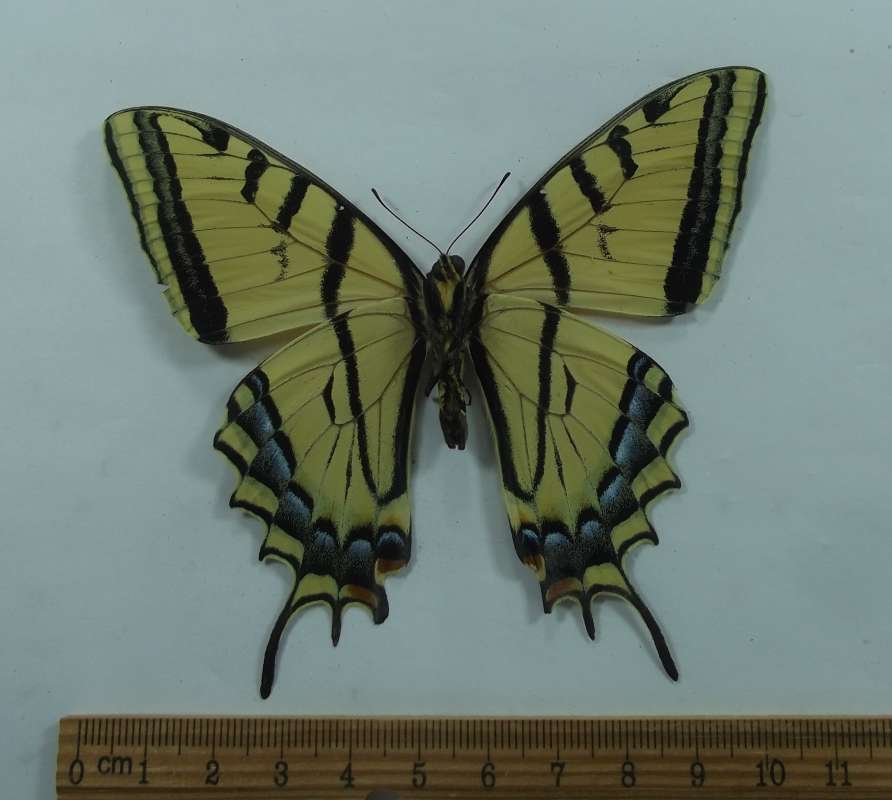 Male - Ventral View<br>(Origin of the Specimen: Hot Springs, South Dakota, May 2017)