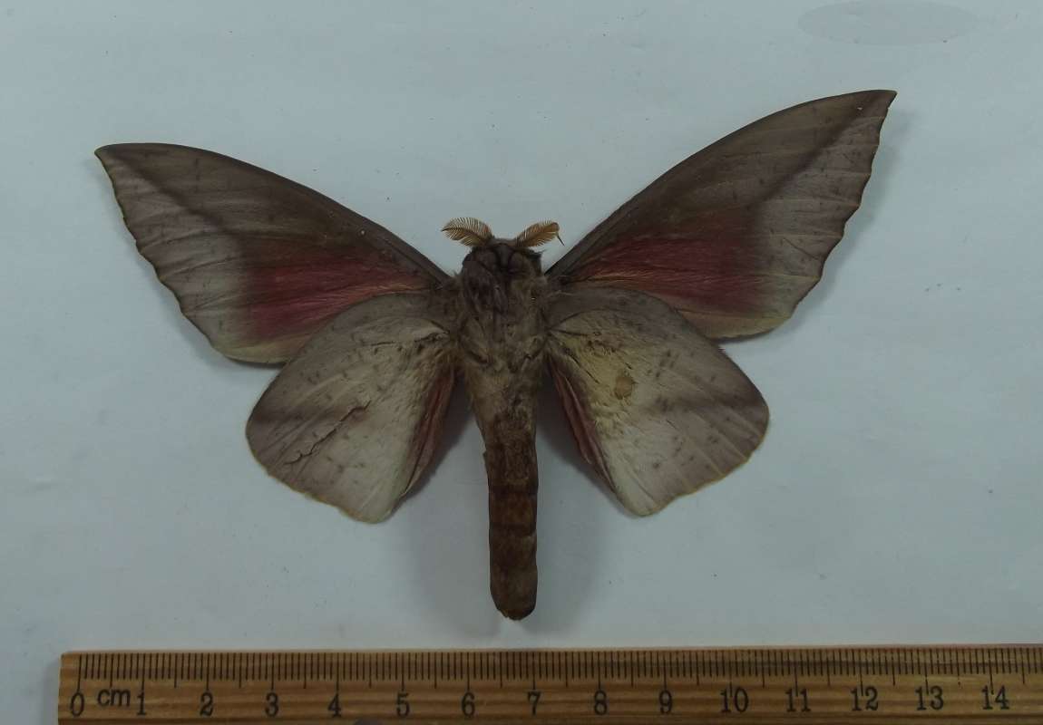 Male - Vetnral View<br>(Origin of the Specimen: Costa Rica, July 2009)