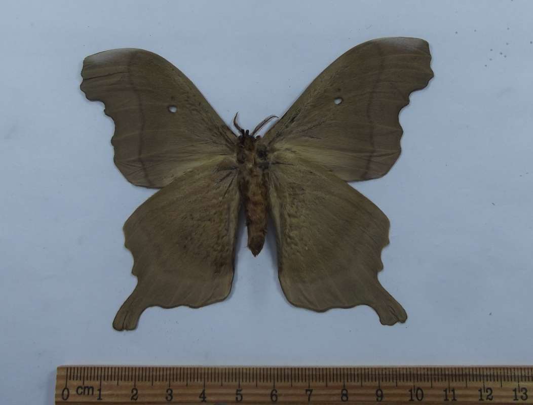 Male - Ventral View<br>(Origin of the Specimen: Bolivia, July 1986)