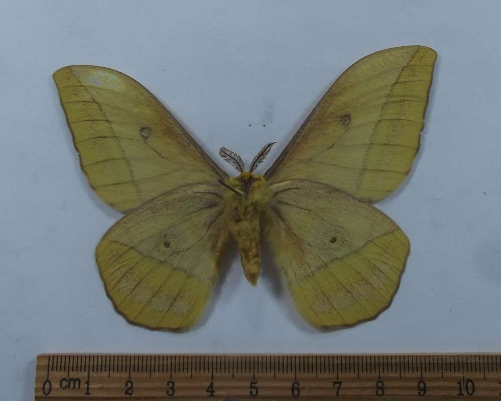Male - Ventral View<br>(Origin of the Specimen: Kaff, Ethiopia, 1700 Meters)