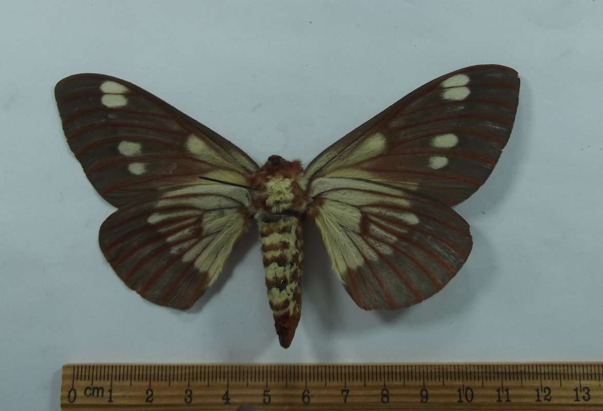 Female - Ventral View<br>(Origin of the Specimen: Belize, May 2007)