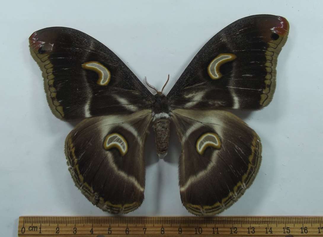 Female - Dorsal View<br>(Origin of the Specimen: Cameroon, July 21, 2011)
