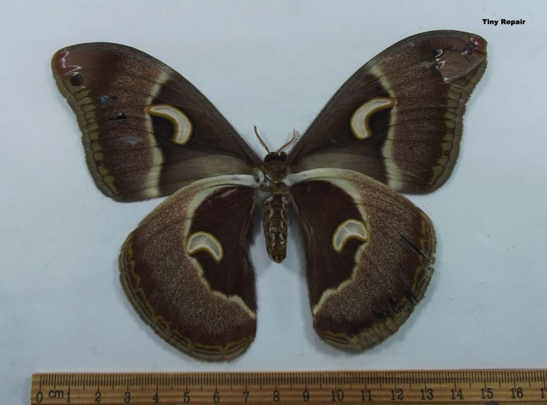 Female - Ventral View<br>(Origin of the Specimen: Cameroon, July 21, 2011)