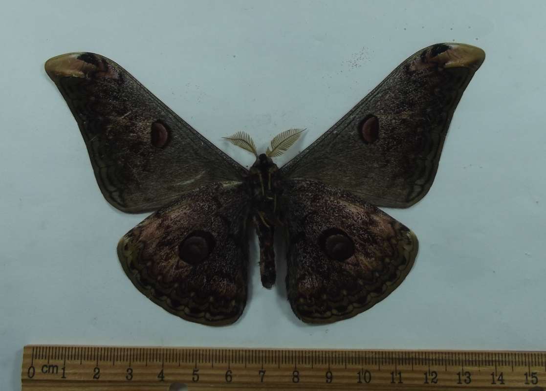 Male - Ventral View<br>(Origin of the Specimen: Thailand, Sept 1998)