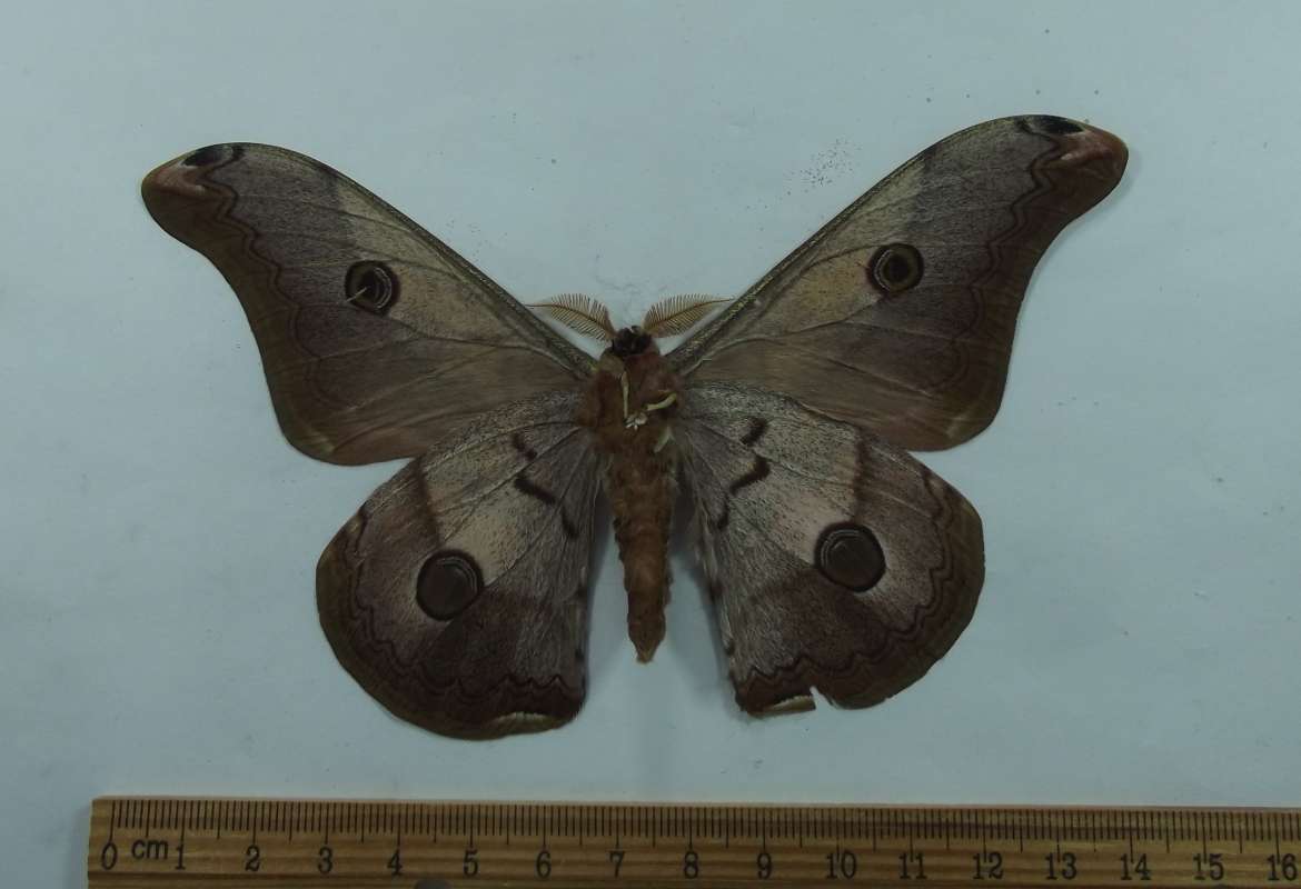 Male - Ventral View<br>(Origin of the Specimen: Thailand, Sept 1988)
