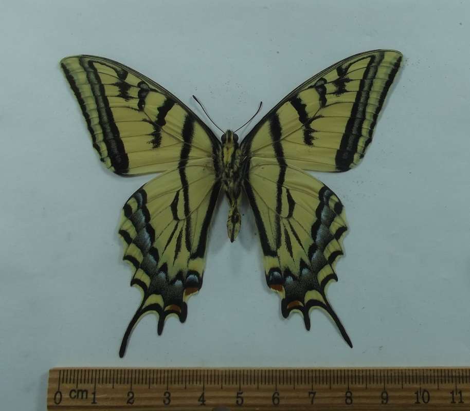 Male - Ventral View<br>(Origin of the Specimen: British Columbia, June 1977)