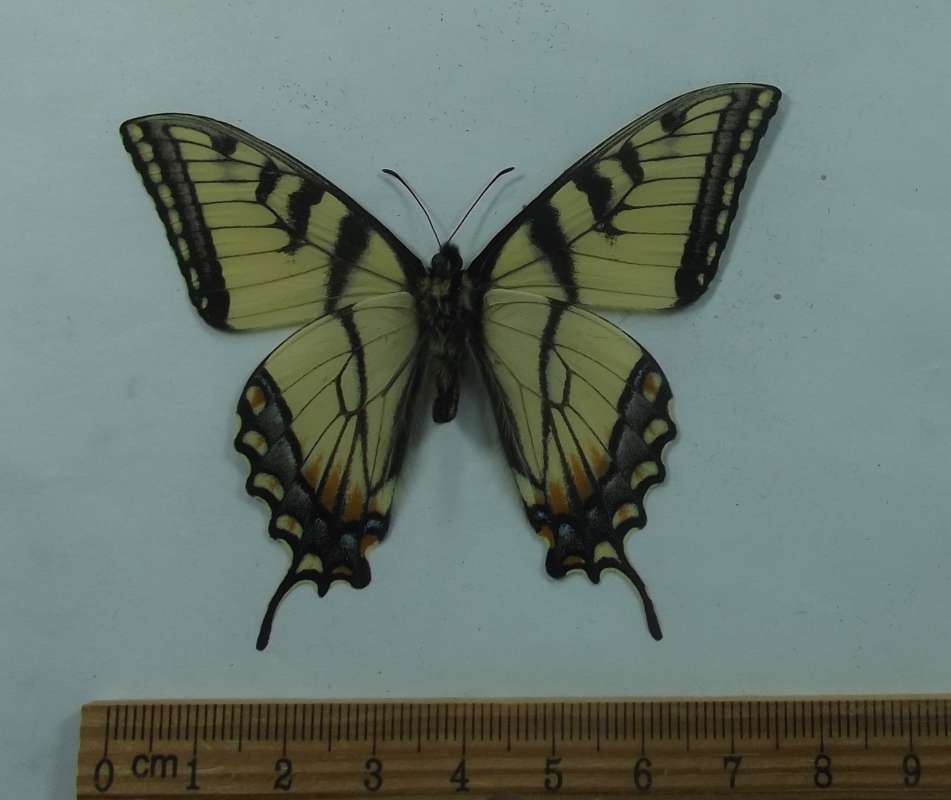 Male - Ventral View<br>(Origin of the Specimen: Hot Springs, SD, May 5, 2016)