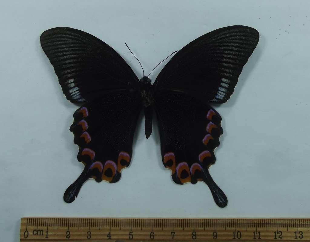Male - Ventral View<br>(Origin of the Specimen: Bohles Coll. Luzon, March 1986)