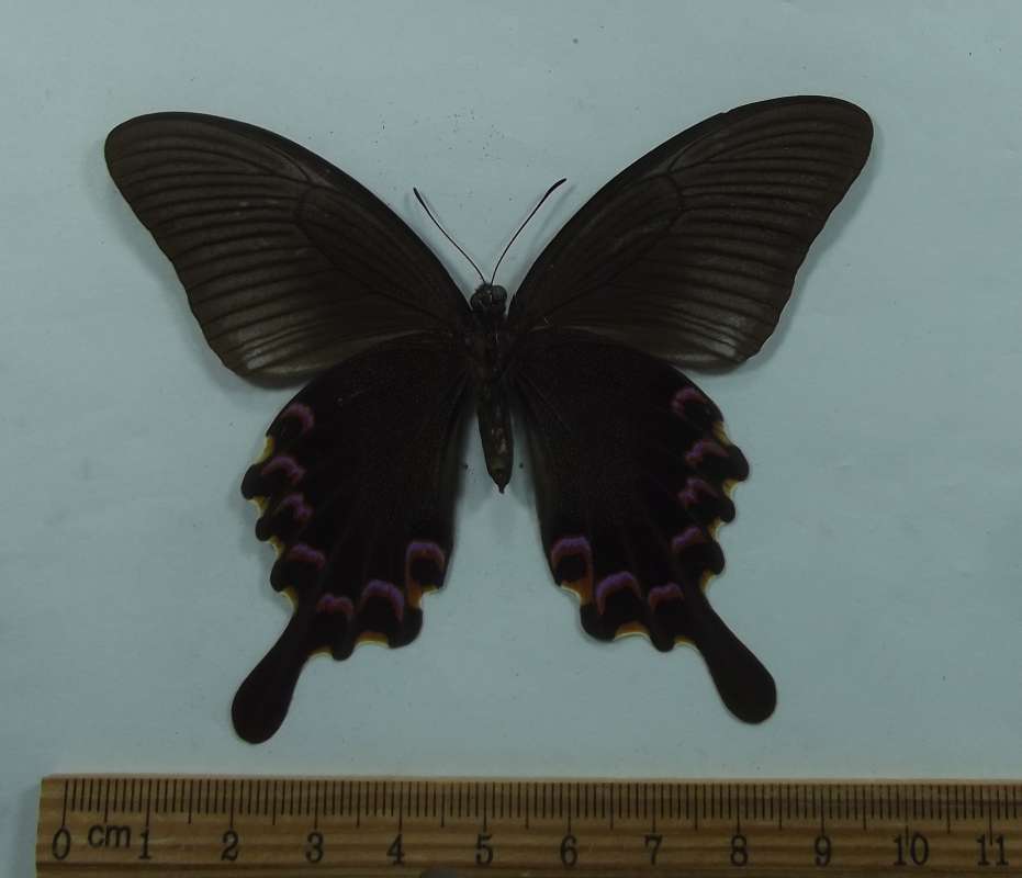 Female - Ventral View<br>(Origin of the Specimen: Laos, Aug 1999)