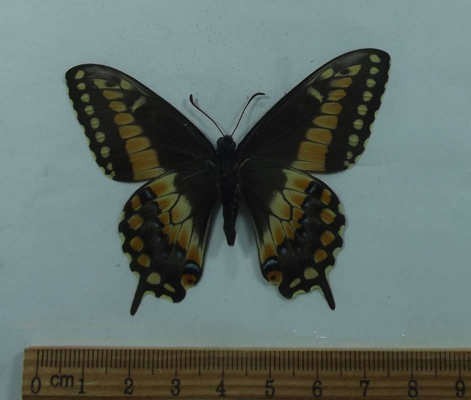 Male - Ventral View<br>(Origin of the Specimen: Muzo, Colomiba, July 1985)