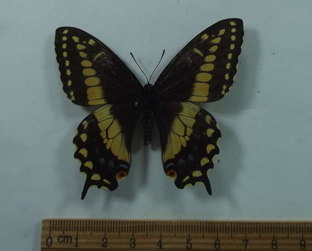 Female - Dorsal View<br>(Origin of the Specimen: Muzo, Colomiba, July 1985)