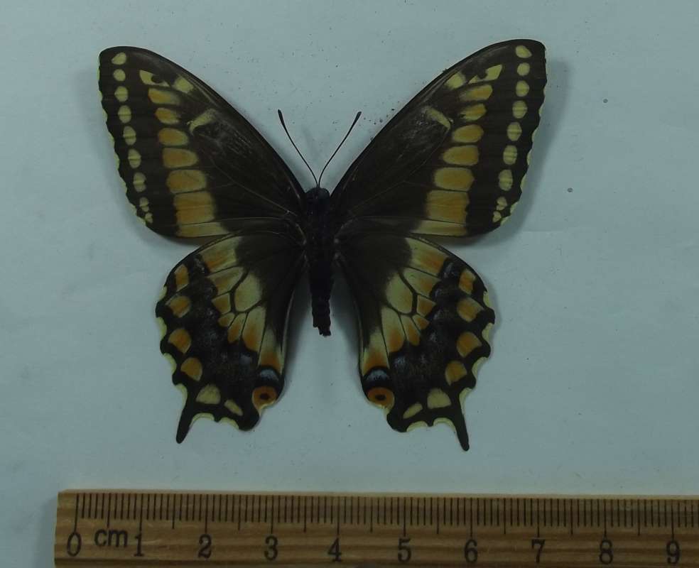 Female - Ventral View<br>(Origin of the Specimen: Muzo, Colomiba, July 1985)
