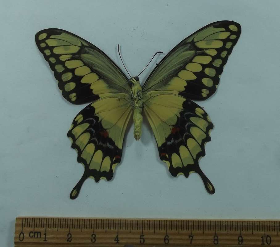 Male - Ventral View<br>(Origin of the Specimen: Buga, N. Colombia, April 1985)