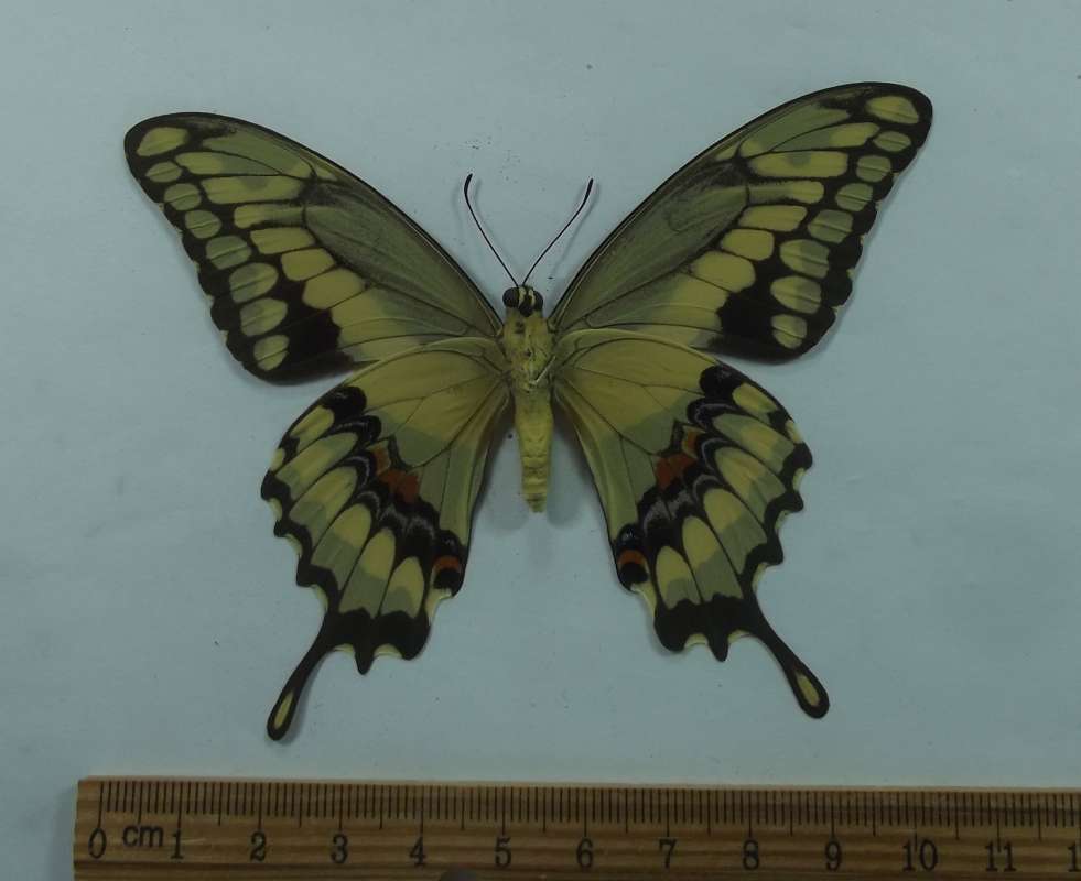 Female -Vetnral View<br>(Origin of the Specimen: Buga, N. Colombia, April 1985)