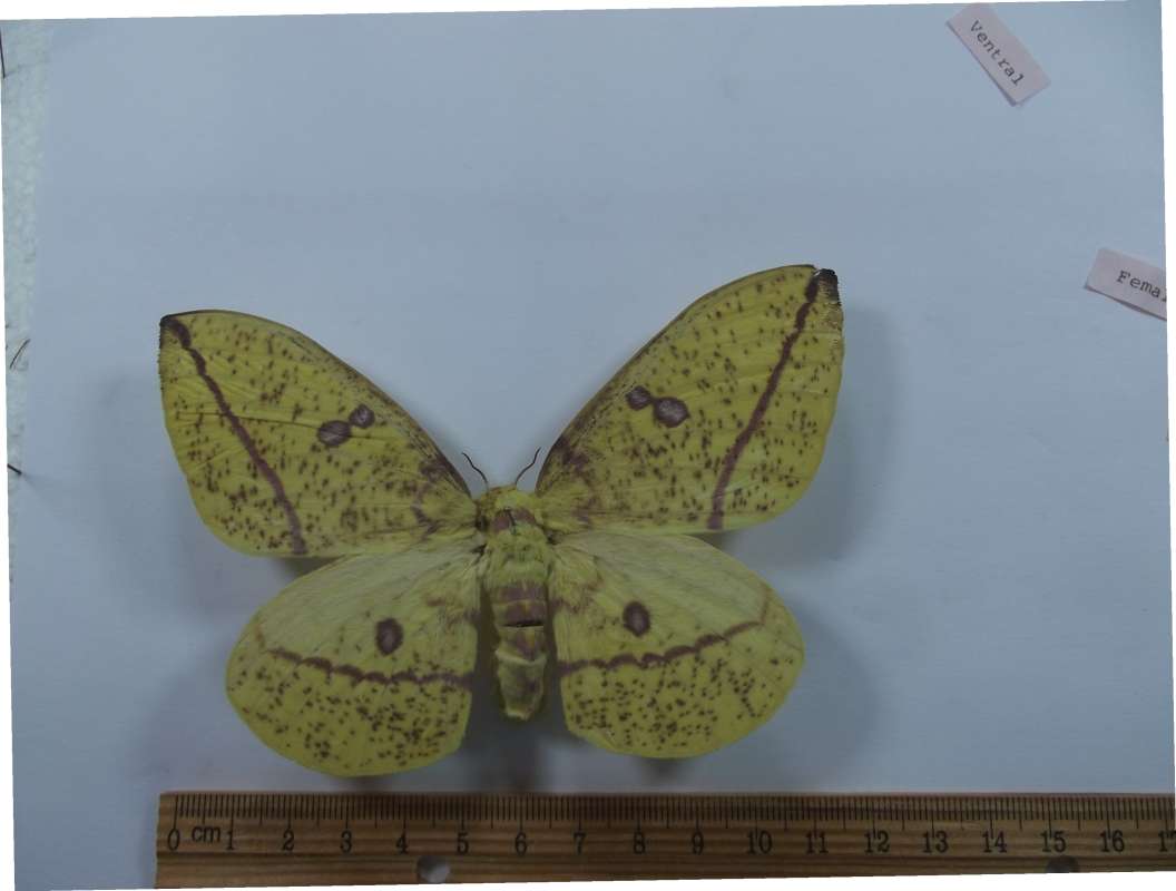 Female - Dorsal View<br>(Origin of the Specimen: Tacana, San Marcus, Guat, May 2017)