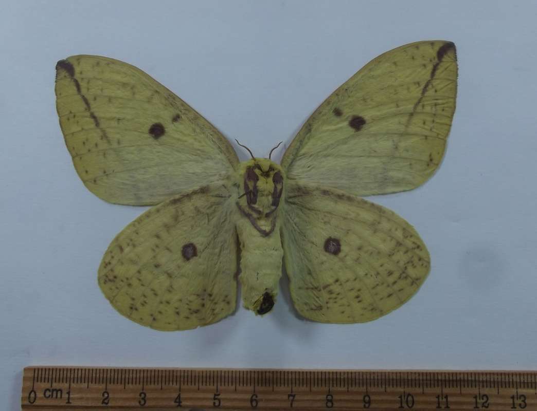 Female - Ventral View<br>(Origin of the Specimen: Tacana, San Marcus, Guat, May 2017)