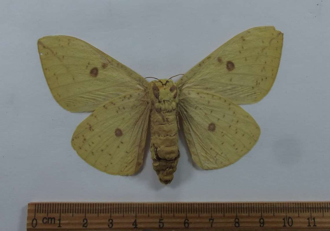 Female - Vetnral View<br>(Origin of the Specimen: Tacana, San Marcus, Guat, May 2017)