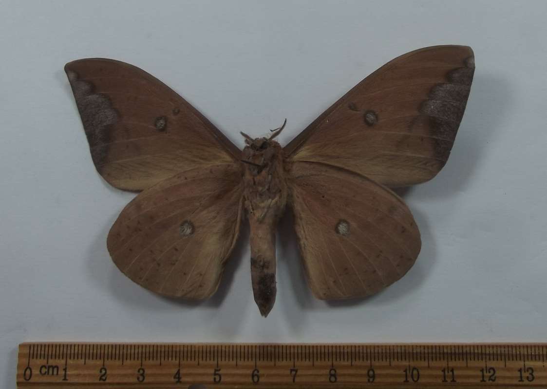 Male - Ventral View<br>(Origin of the Specimen: Tacana, San Marcus, Guat, May 2017)