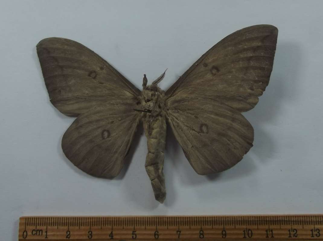 Male - Ventral View - Minor Digital Repair<br>(Origin of the Specimen: Tacana, San Marcus, Guat, May 2017)