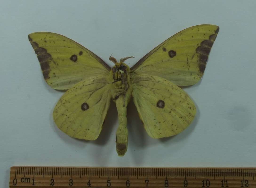 Male - Ventral View<br>(Origin of the Specimen: Tacana, San Marcus, Guat, May 2017)