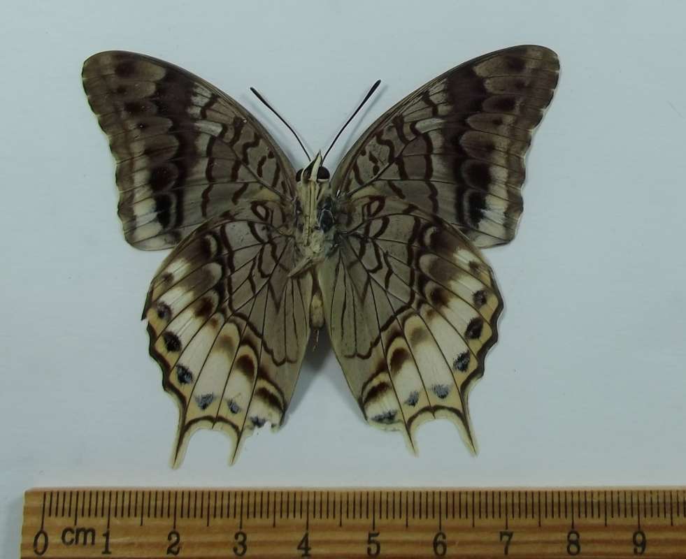 Male - Ventral View<br>(Origin of the Specimen: Timor, June 1998)