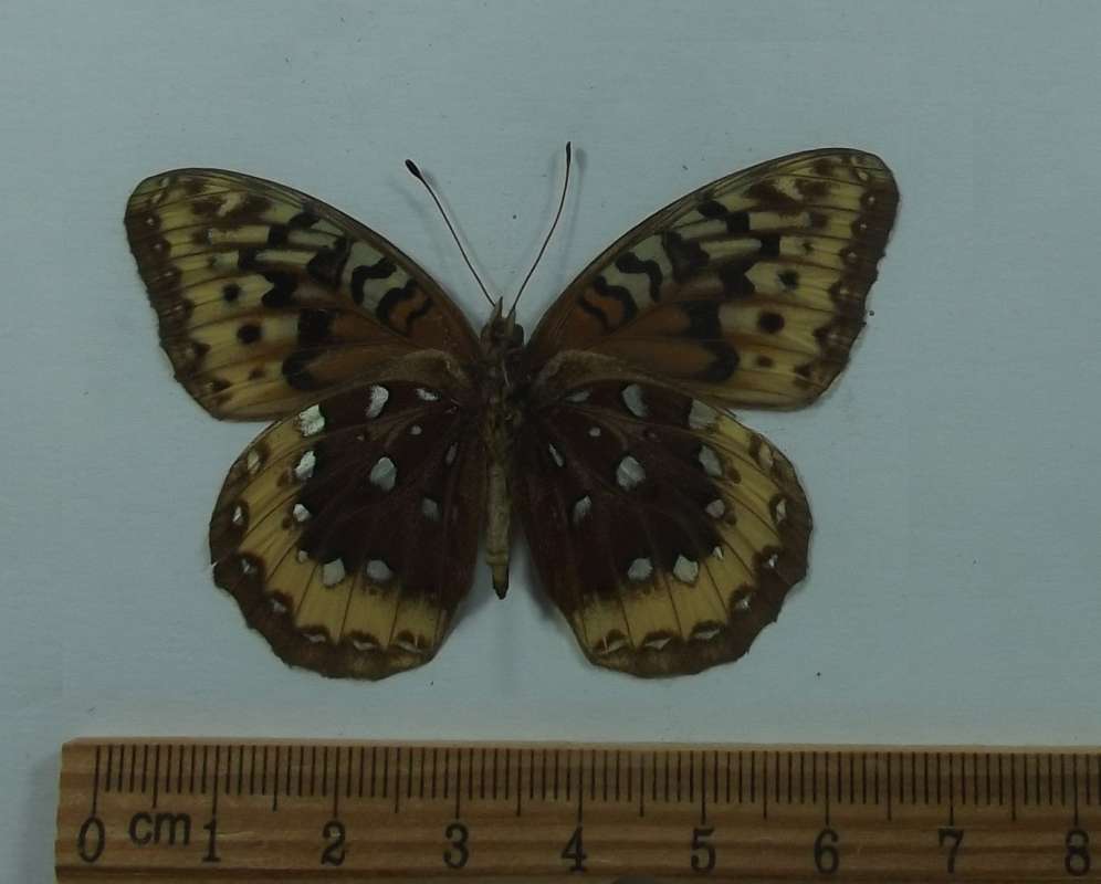 Female - Ventral View<br>(Origin of the Specimen: Cory, Colorado, July 1976)