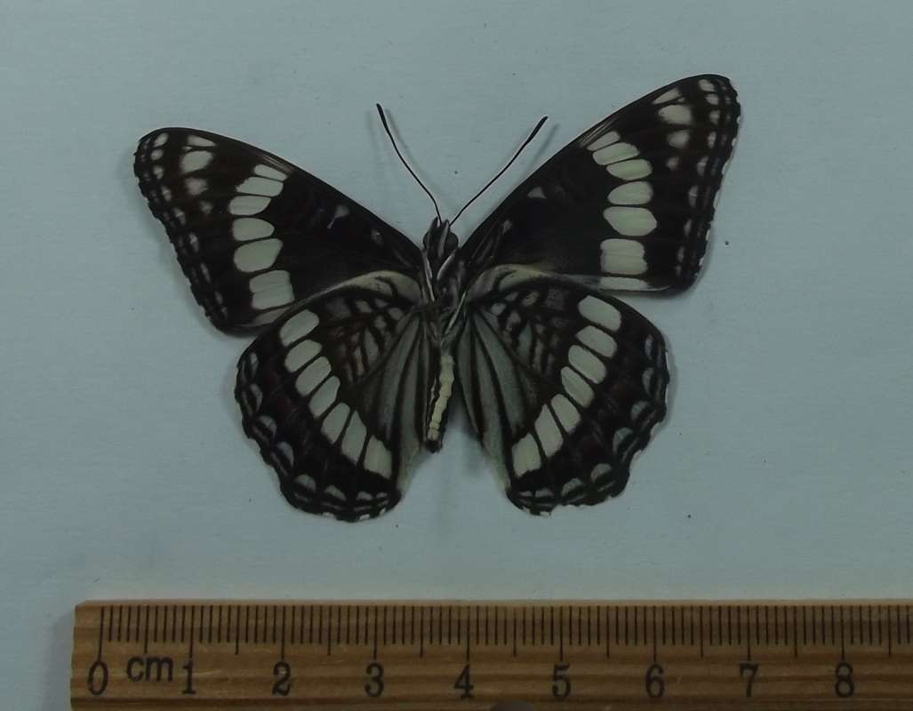 Male - Ventral View<br>(Origin of the Specimen: Alpine, Arizona, August 2015)