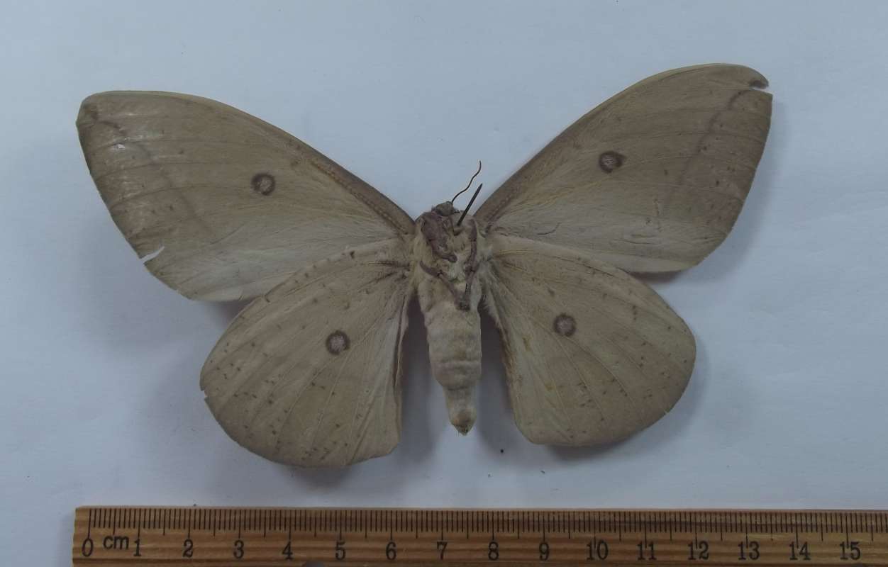 Female - Ventral View<br>(Origin of the Specimen: Venecia, May 20, 2017)