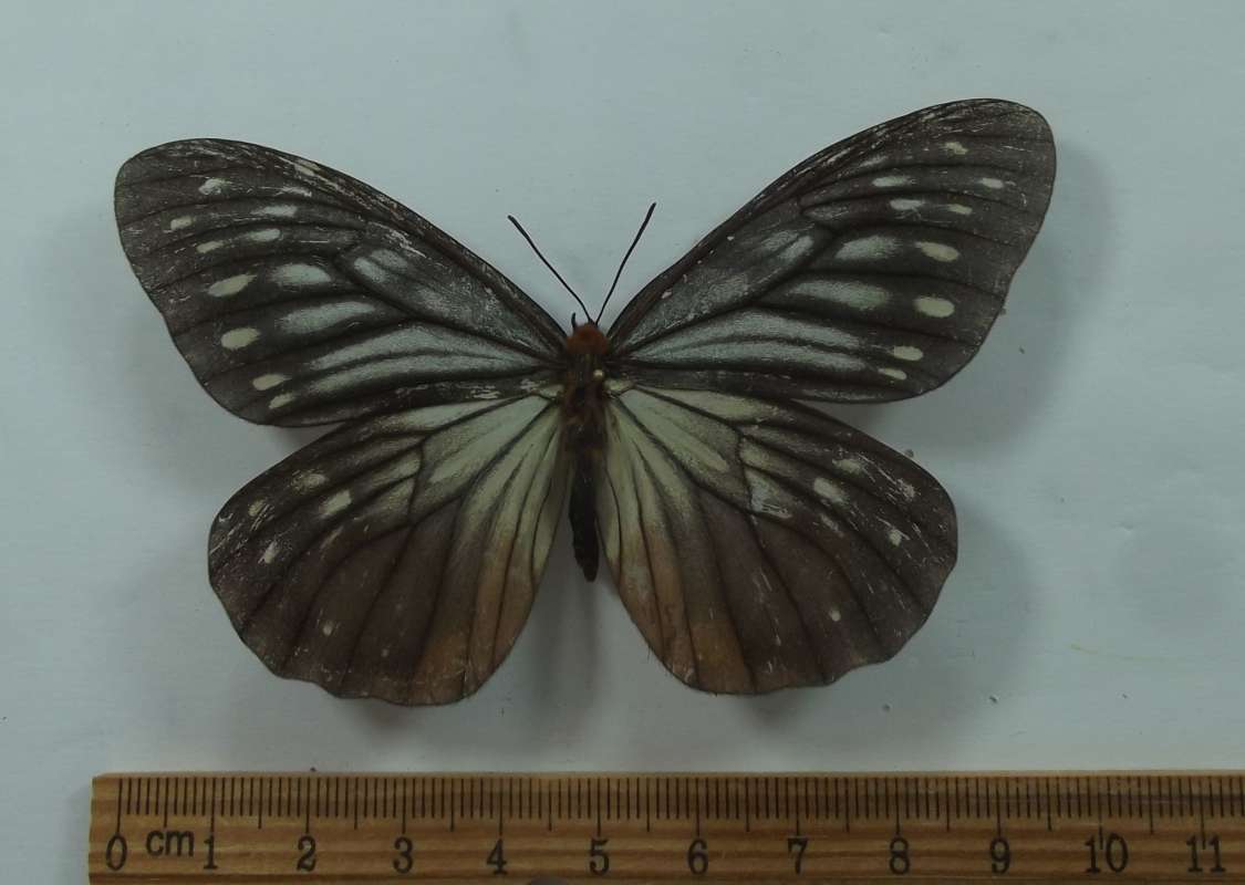Female - Dorsal View<br>(Origin of the Specimen: Laos, May 1998)