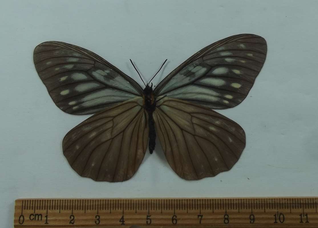 Female - Ventral View<br>(Origin of the Specimen: Laos, May 1998)