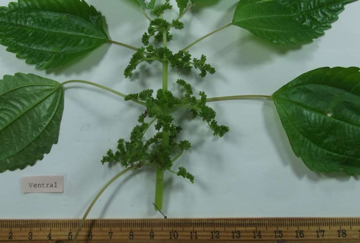 Flowers - Close View<br>(Origin of the Specimen: McHenry, Illinois, Spet 7, 2017)