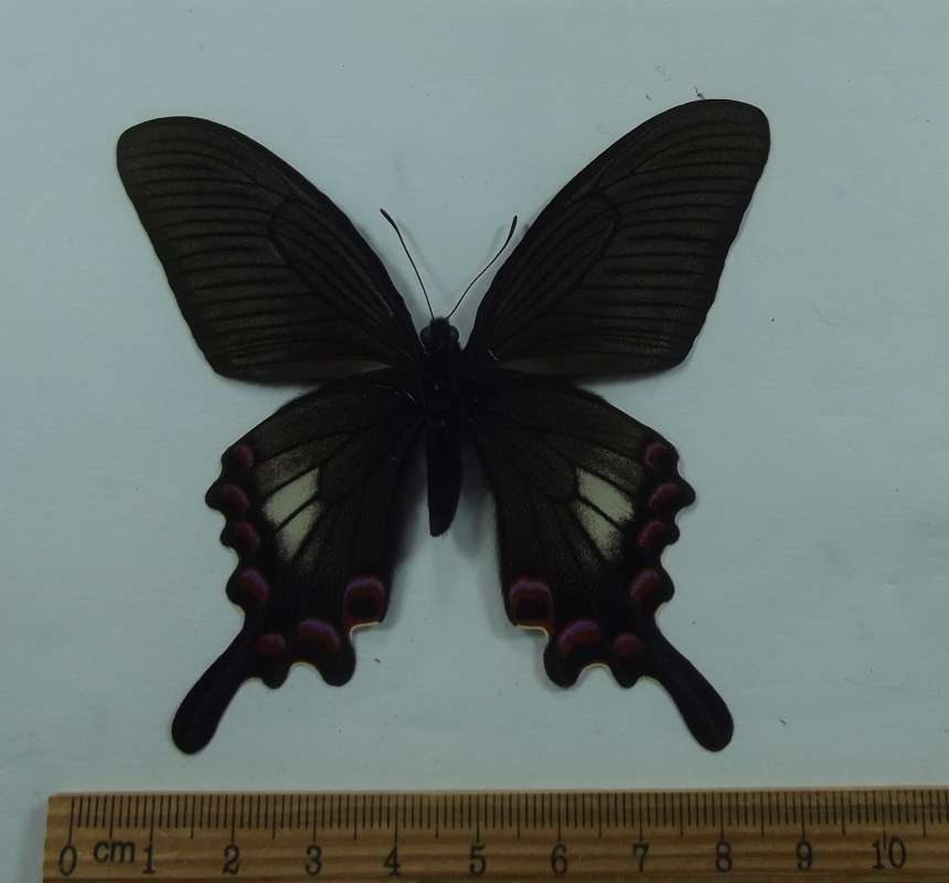 Male - Ventral View<br>(Origin of the Specimen: Yunan, China, Aug 8, 1987)