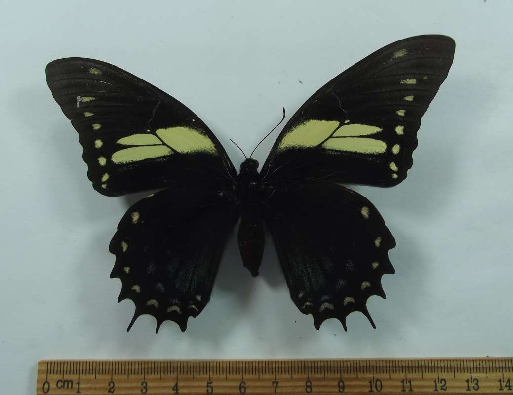 Female -Dorsal View<br>(Origin of the Specimen: San Martin, Peru, April 2014)