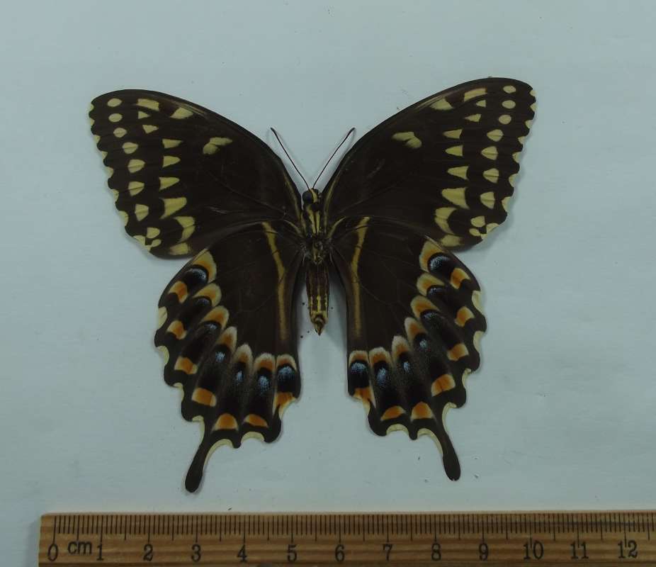 Female - Ventral View<br>(Origin of the Specimen: St. Marys, Georgia, Aug 1992)