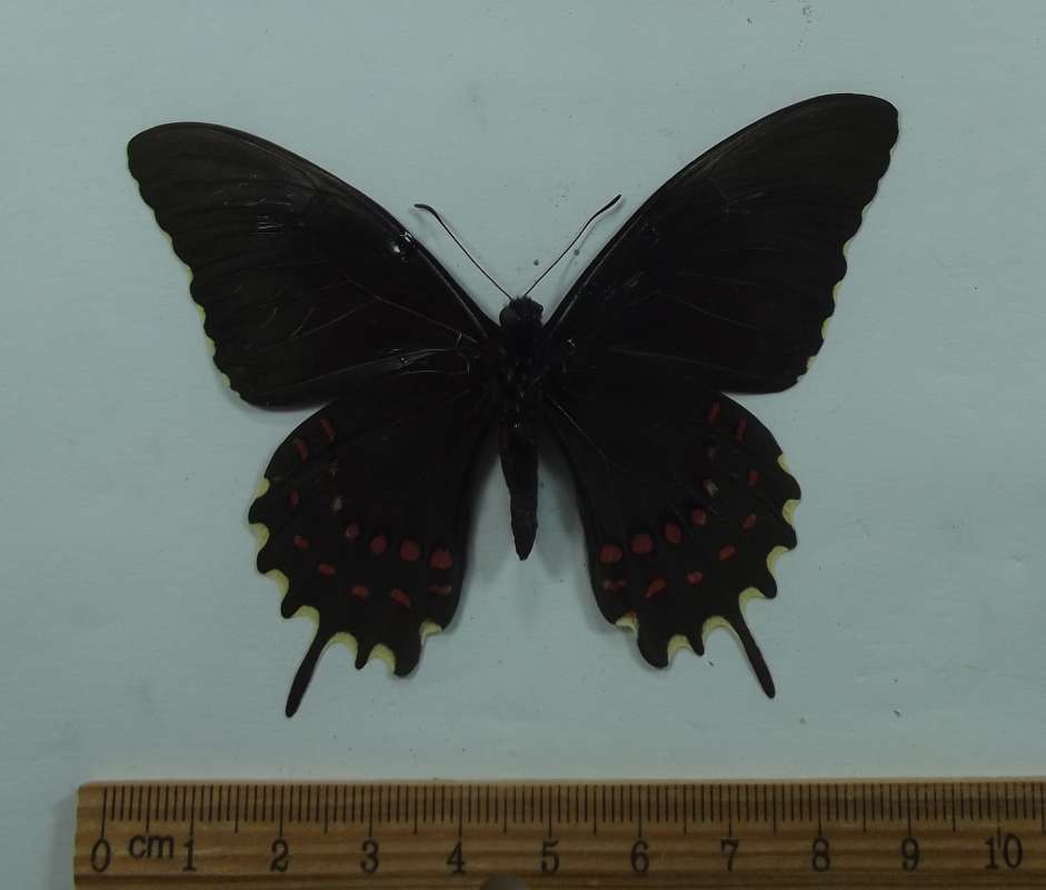 Male - Ventral View<br>(Origin of the Specimen: Mixcoae, Mexico, July 1989)
