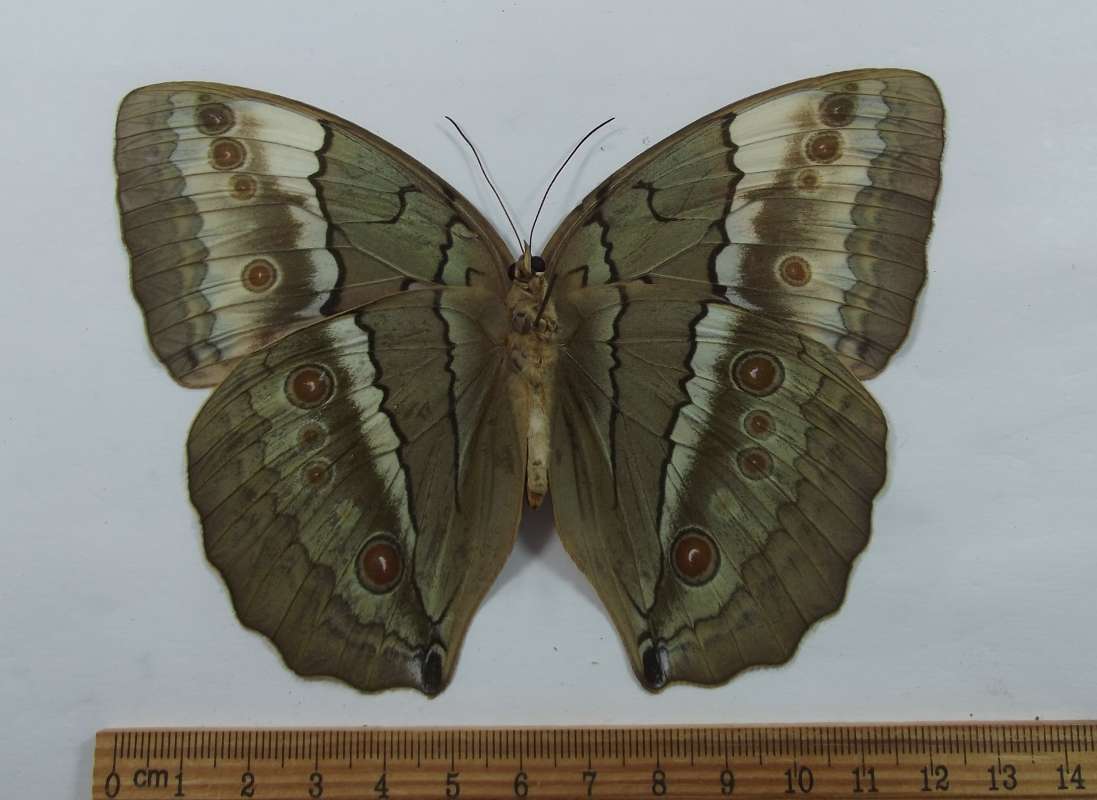 Female - Ventral View<br>(Origin of the Specimen: Cambodia, Sept. 2017)