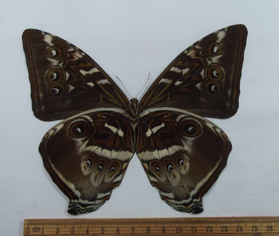 Male - Ventral View<br>(Origin of the Specimen: Esmeraldes, Ecuador, Sept. 2014)