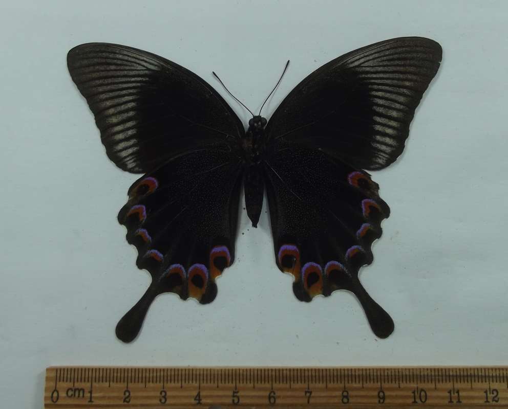 Female - Ventral<br>(Origin of the Specimen: Java, May 1998)
