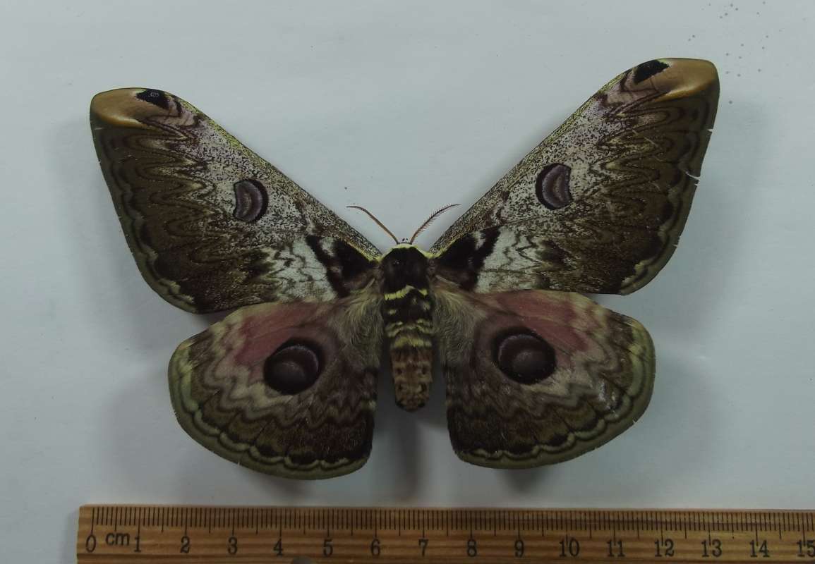 Female - Dorsal View<br>(Origin of the Specimen: Vietnam, August 2003)