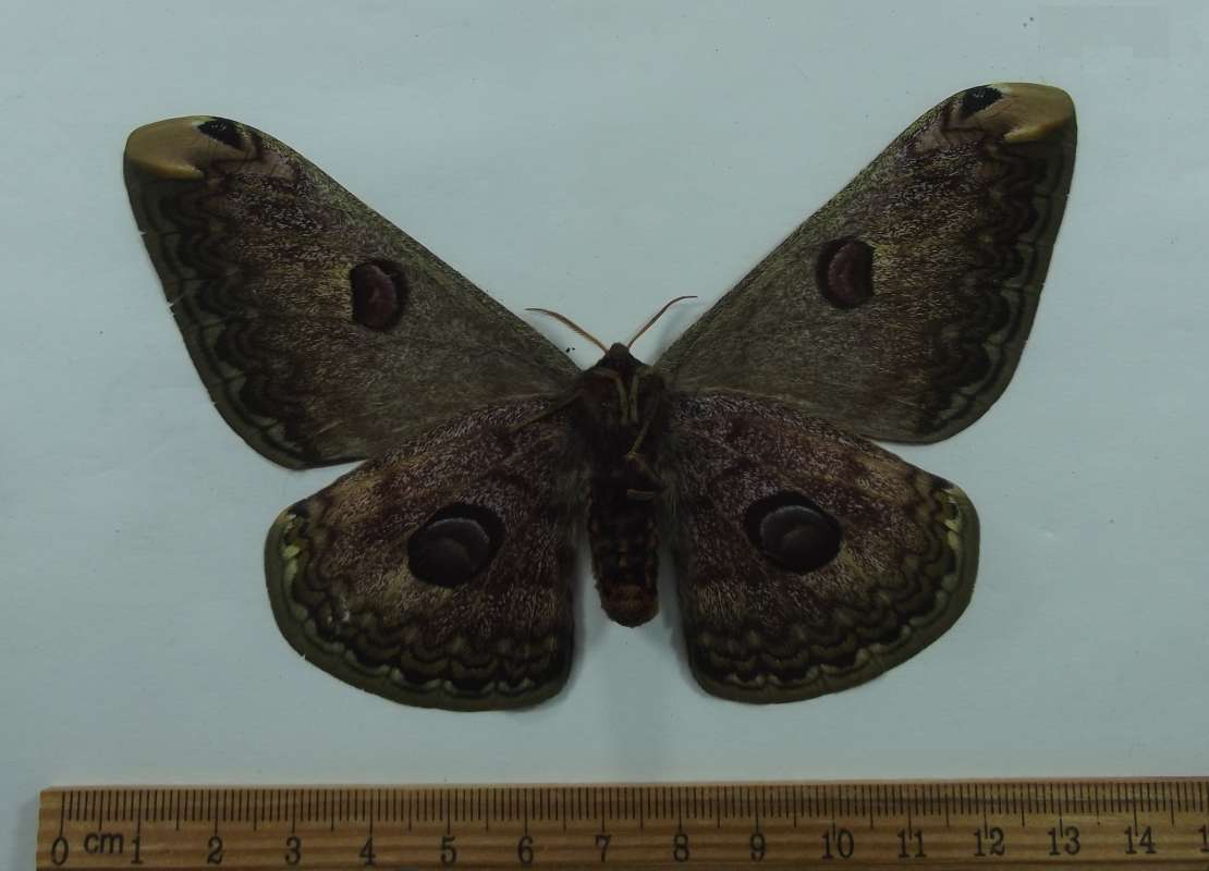 Female - Ventral View<br>(Origin of the Specimen: Vietnam, August 2003)
