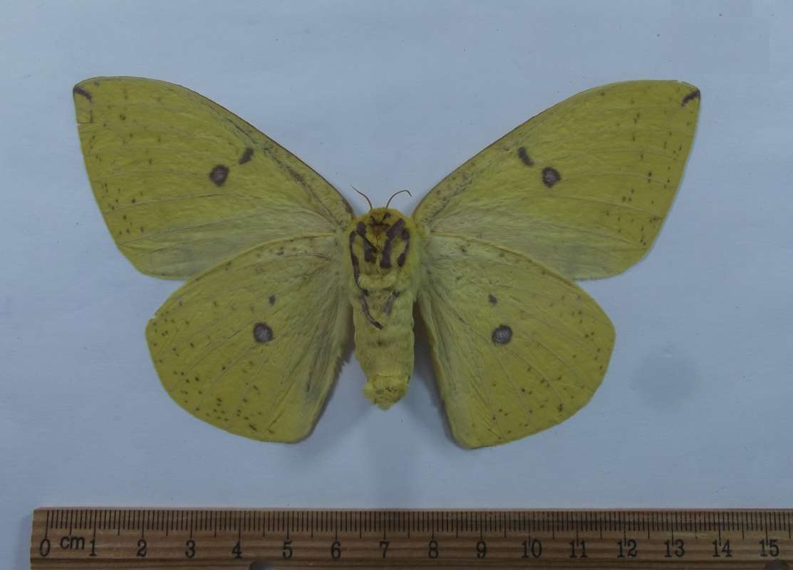Female - Ventral View<br>(Origin of the Specimen: Bolivia, June 1977)