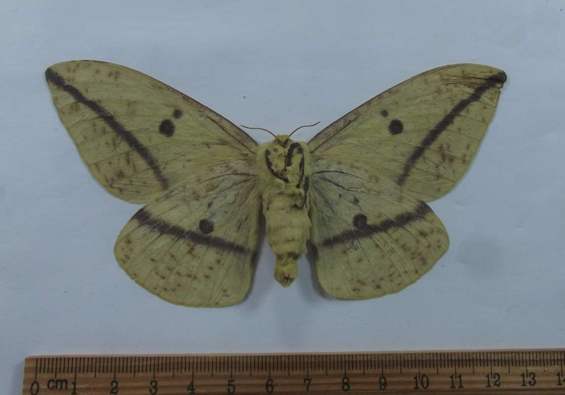 Female - Ventral View<br>(Origin of the Specimen: Nogales, Arizona, July 2015)