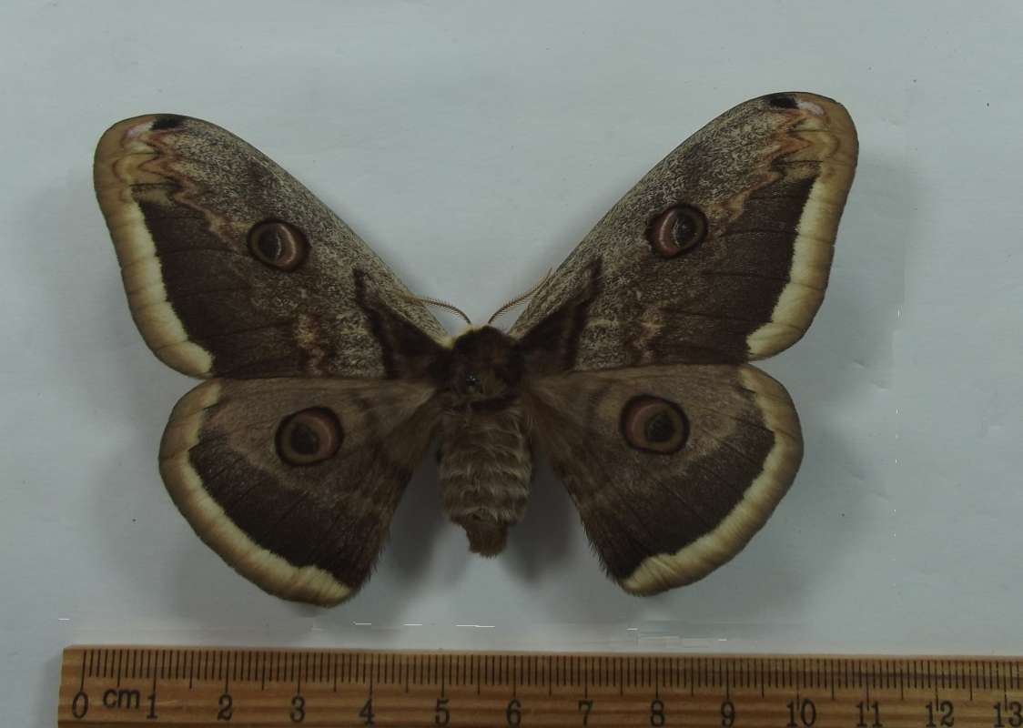 Female - Dorsal View<br>(Origin of the Specimen: Poland, May 1998)
