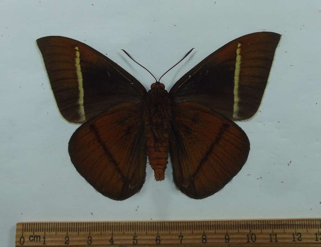 Male - Ventral View<br>(Origin of the Specimen: Tingo Maria, Peru, May 1996)
