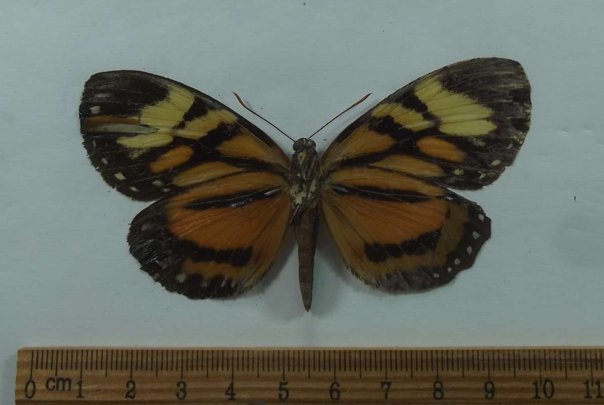 Female - Ventral View<br>(Origin of the Specimen: Esmeraldes, Ecuador)
