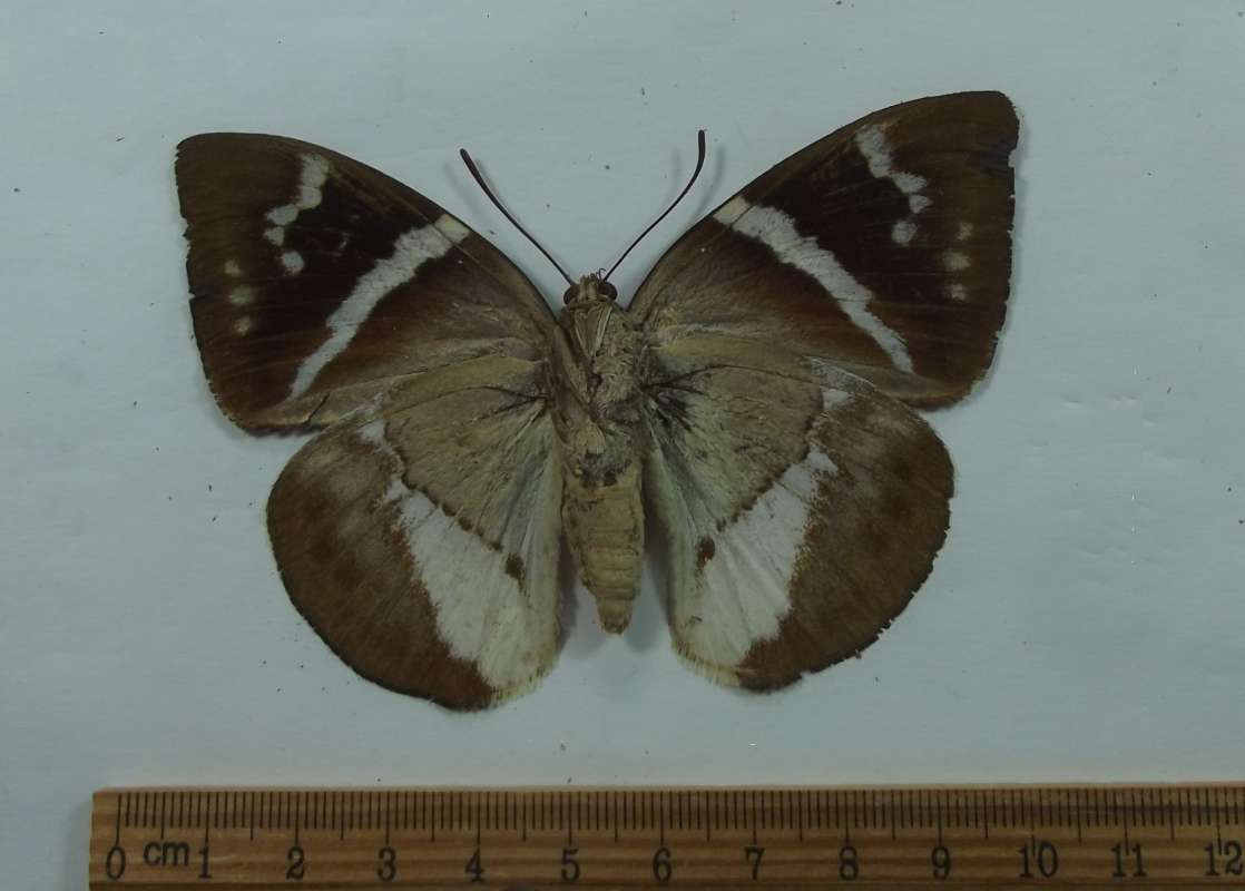 Female - Vetnral View<br>(Origin of the Specimen: Rio Bravo, Colombia, Aug. 1985)