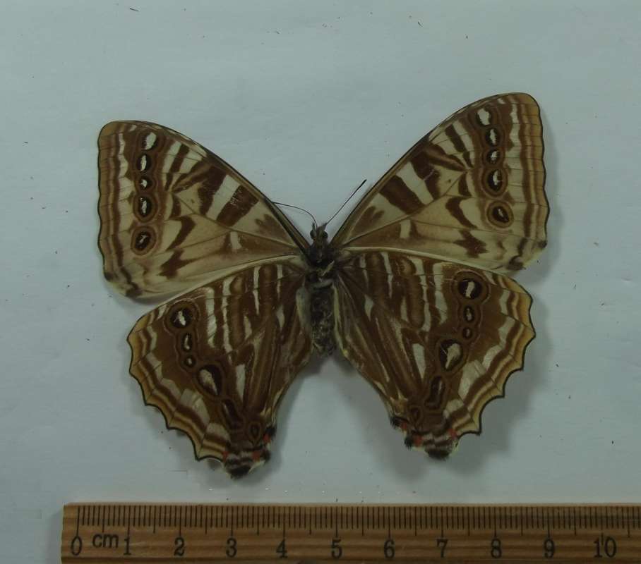 Female - Ventral View<br>(Origin of the Specimen: Bolivia, August 1977)
